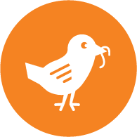 ASAP Orange Bird